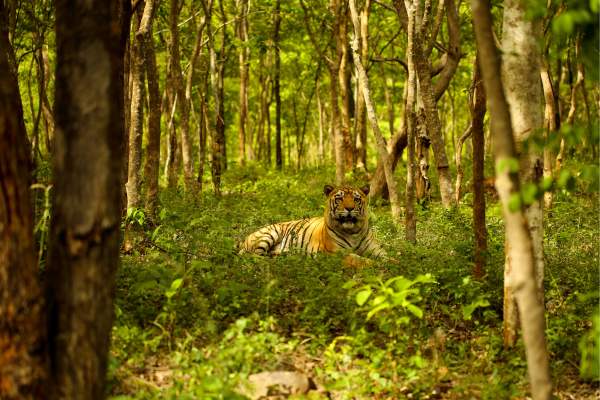 Golden Triangle Tour with Ranthambore