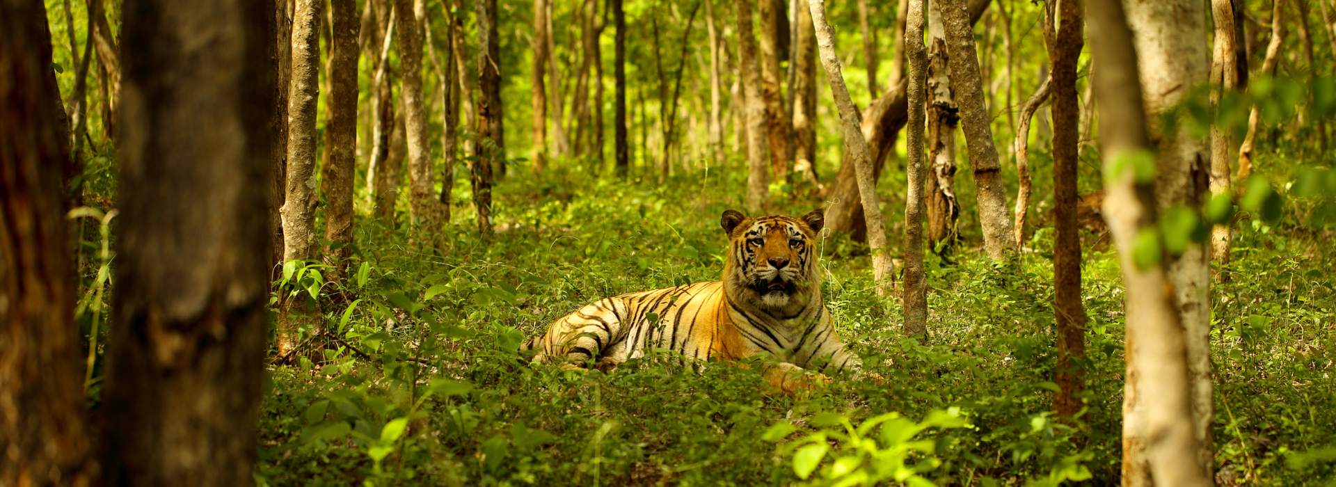 Golden Triangle Tour with Ranthambore